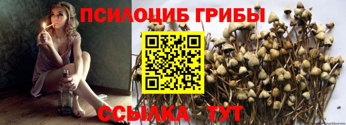 Псилоцибиновые грибы Cubensis Гуково